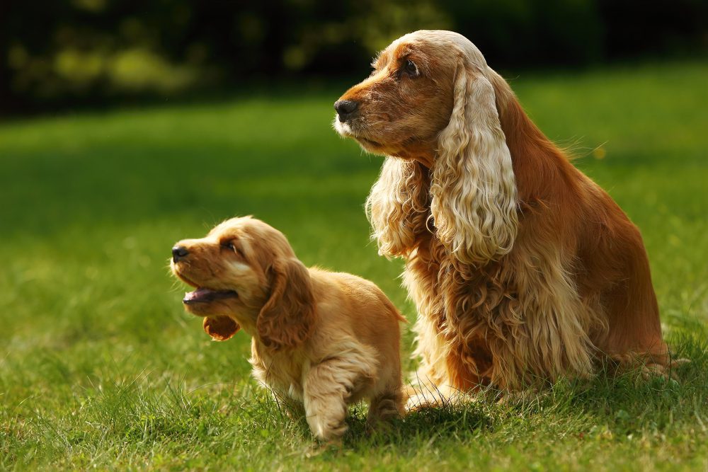 Adult English cocker spaniel sitting with cocker spaniel puppy outside