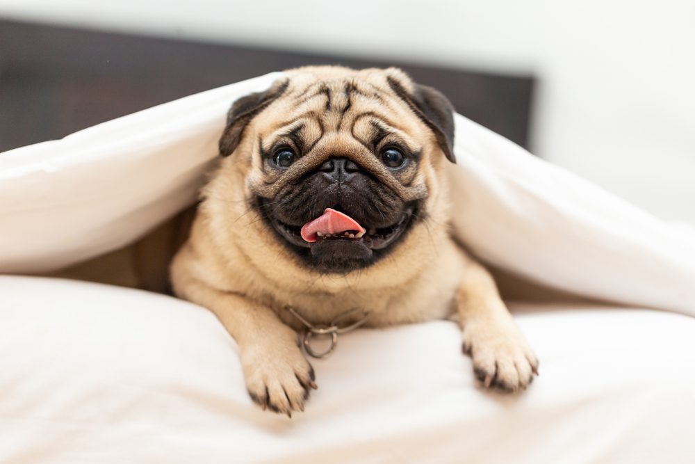 Happy pug lying underneath blankets on a bed