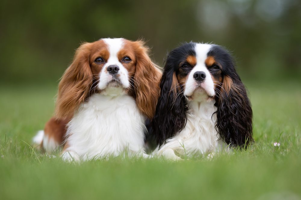 Two cavalier King Charles spaniels sitting next to each other in a field
