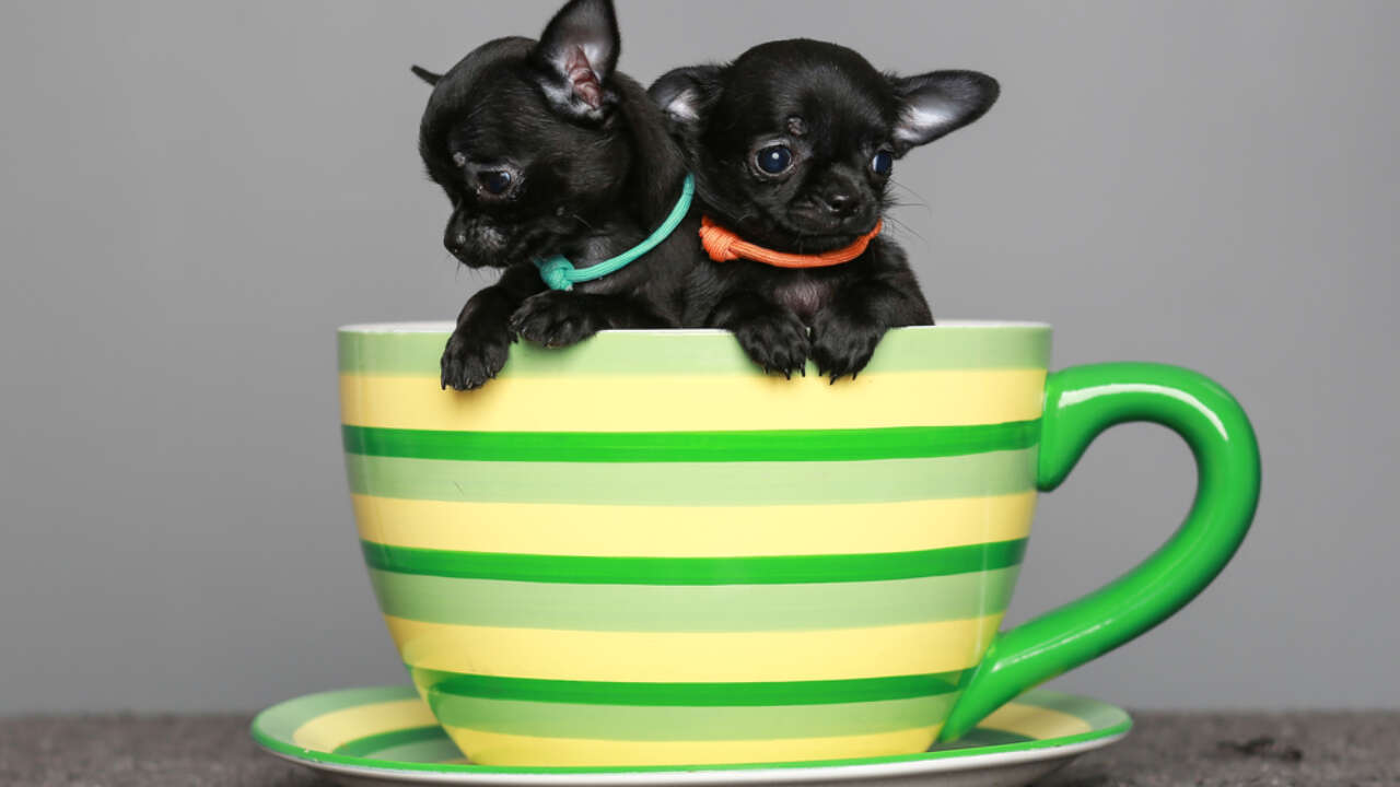 how long do teacup chihuahuas live in human years