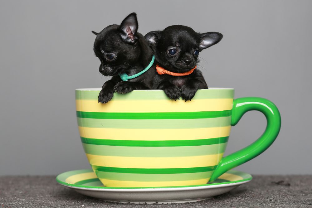 black teacup chihuahua puppies teacup