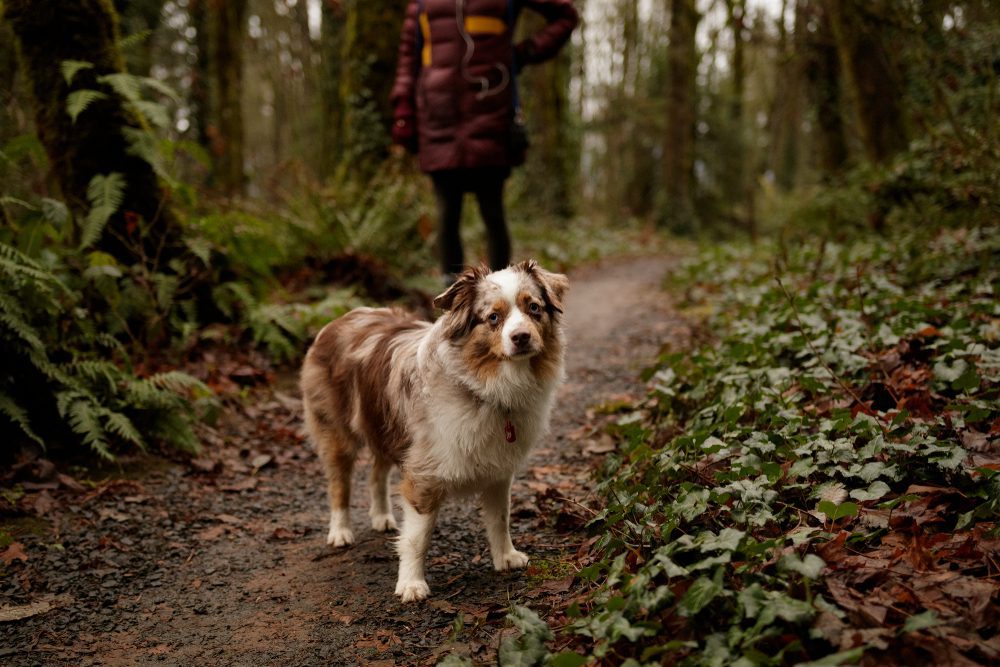 human and dog on hiking trail