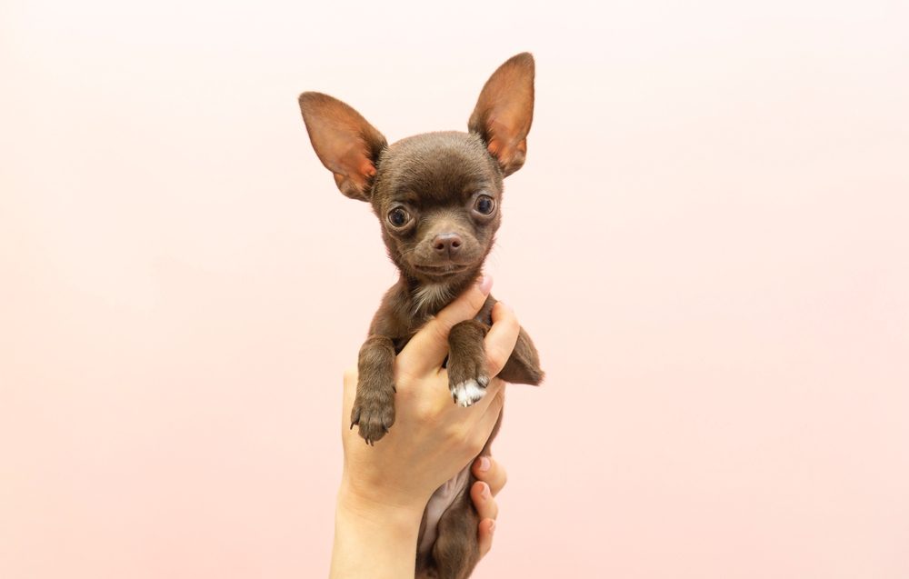 small brown chihuahua being held up