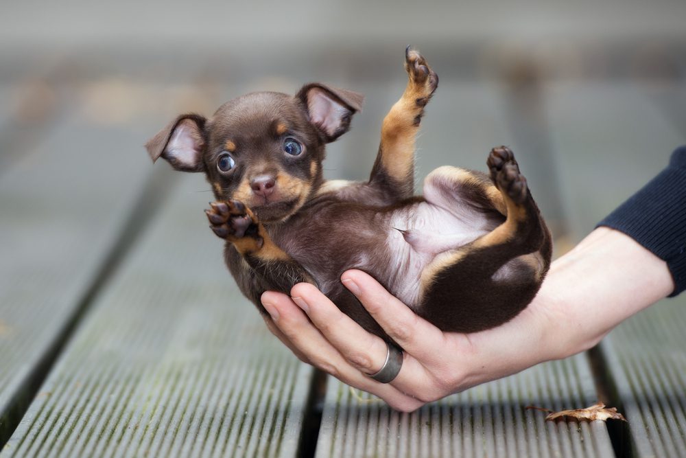 teacup chihuahua in woman’s hand