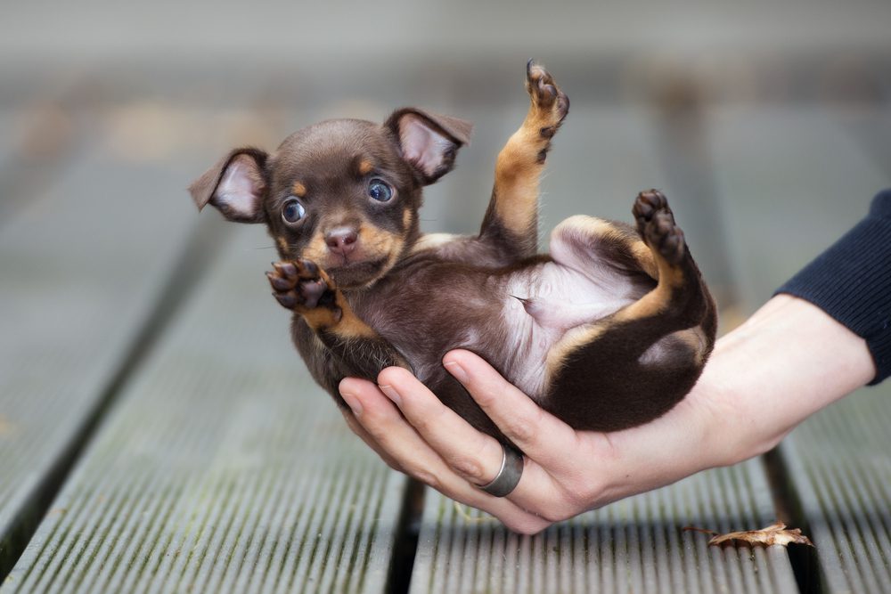 Mini clearance chiwawa dog