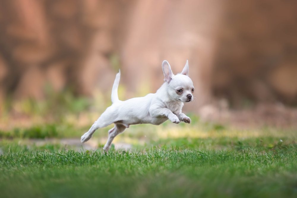 teacup chihuahua running outdoors