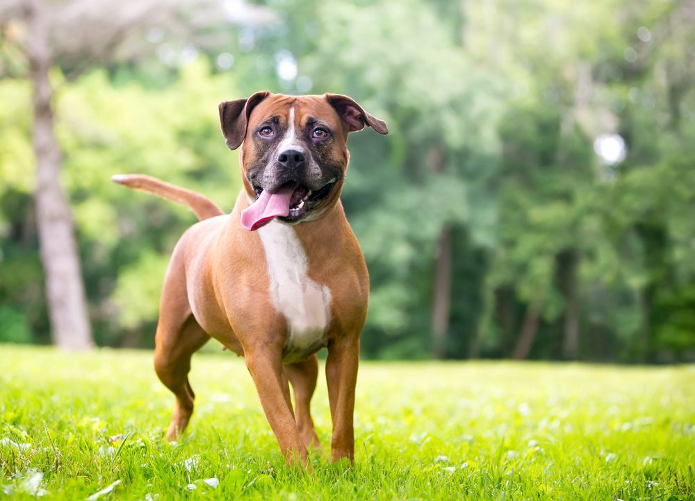 Boxer pit running on grass