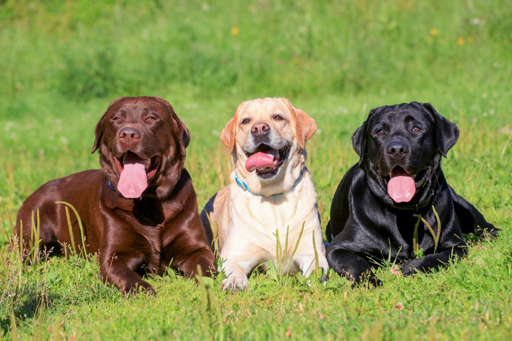 Small non aggressive store dogs