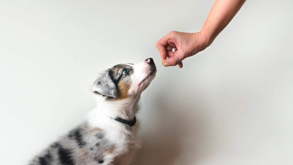 Blue merle border collie puppy being offered a treat