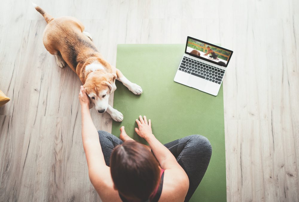 Dog and owner taking online lessons