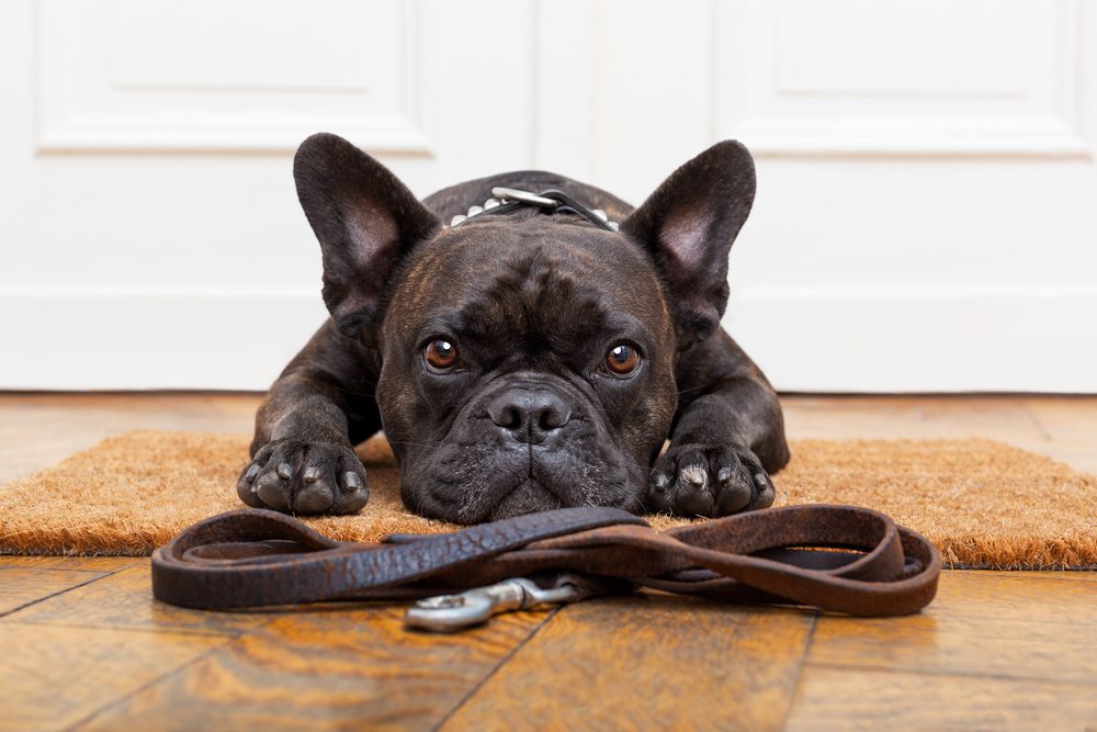 French bulldog laying infront of door with leash