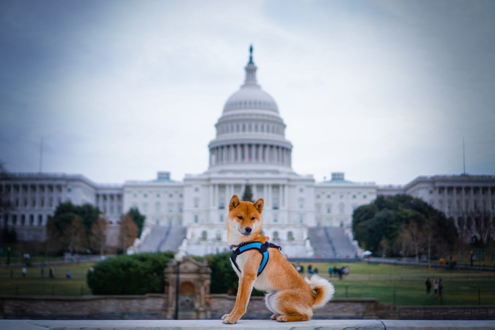 Shiba inu sits in front of Capitol Hill