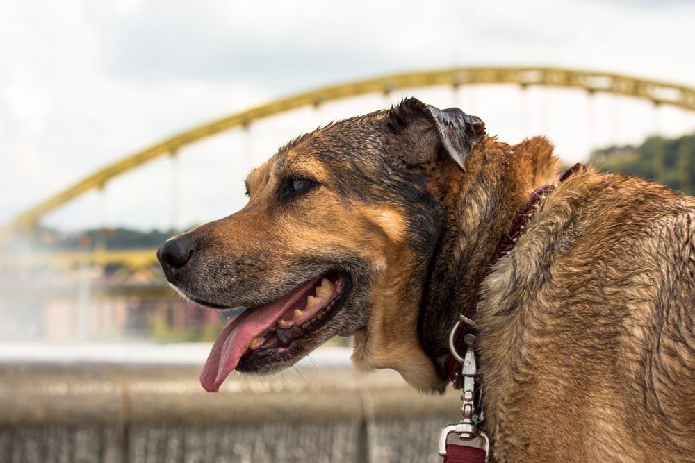 dog in front of pittsburgh bridge