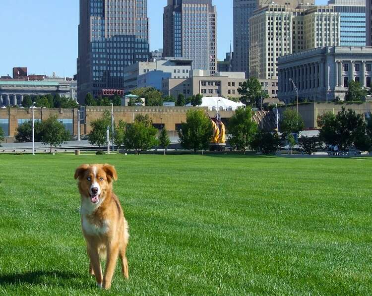 dog in park against Cleveland skyline