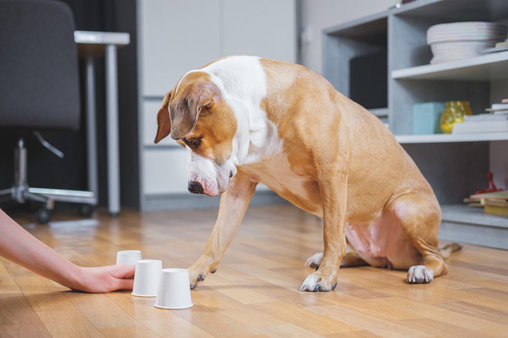 dog learning a cup trick