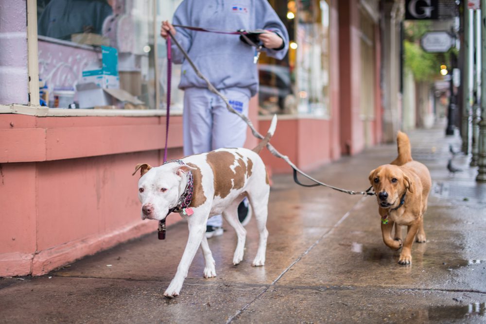two dogs walking on a leash
