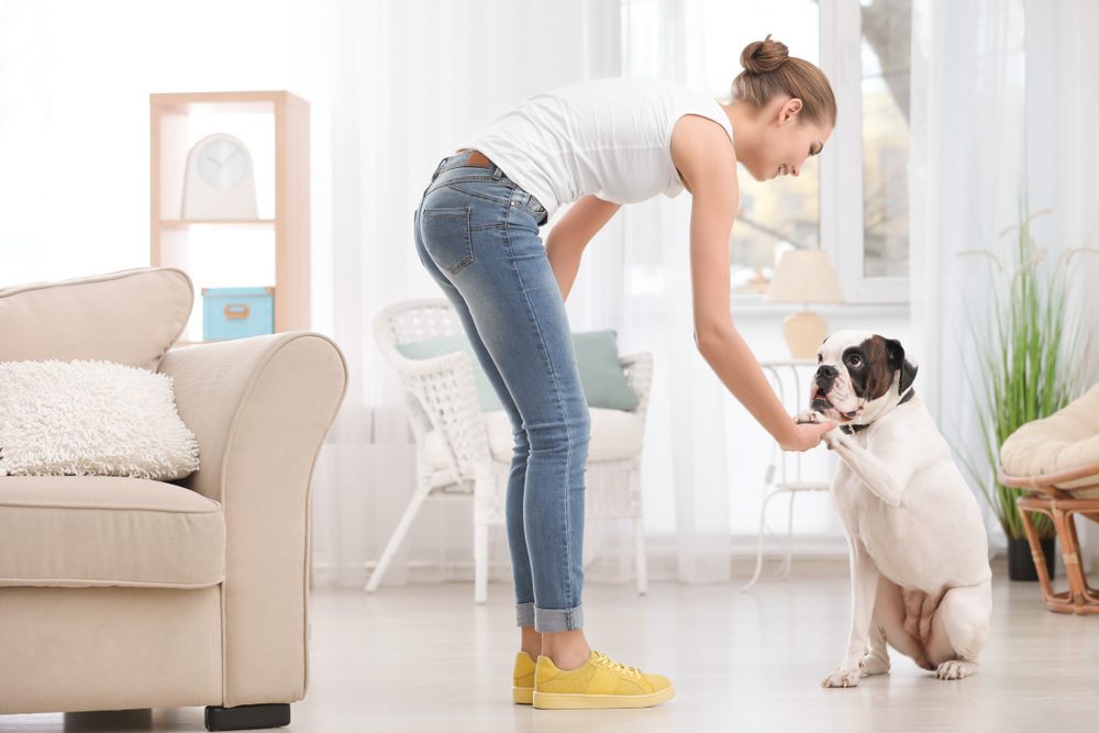 Dog giving paw