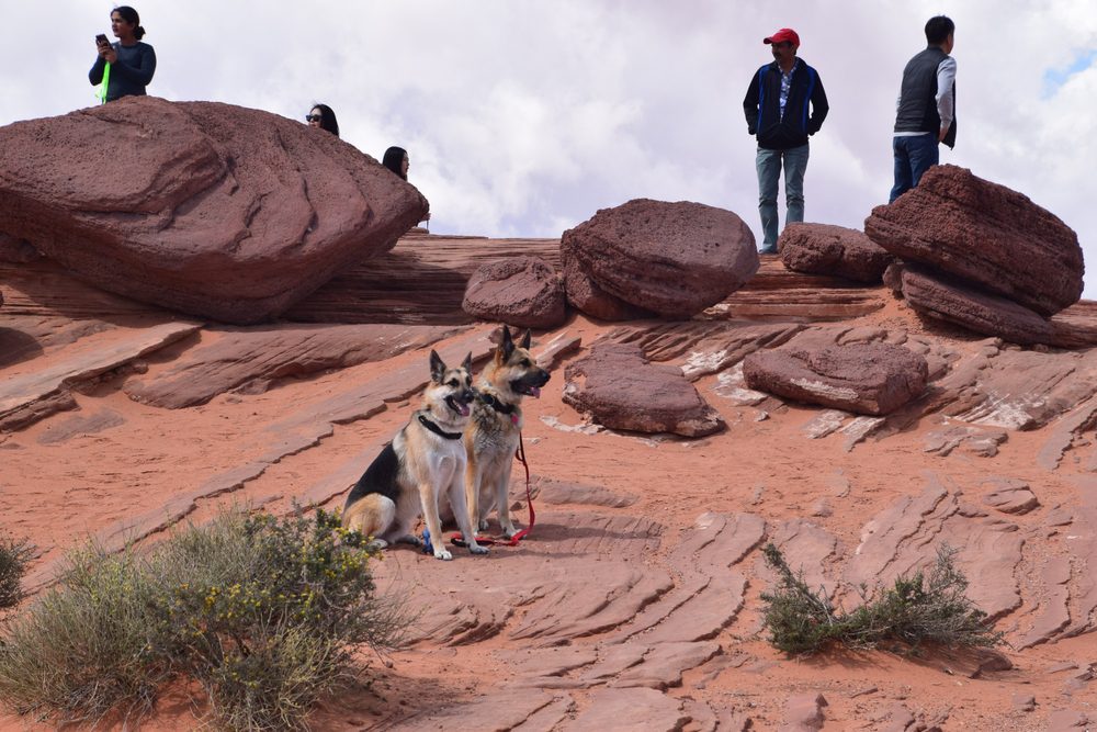 Gilbert-AZ-dog-training