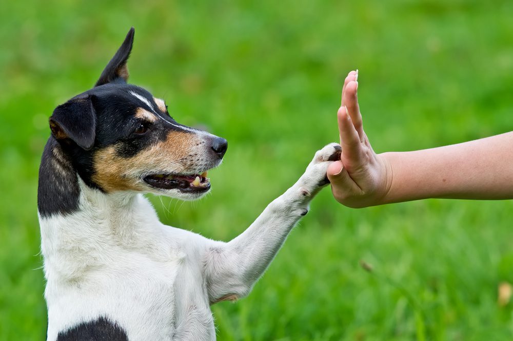 a terrier high fives a hand