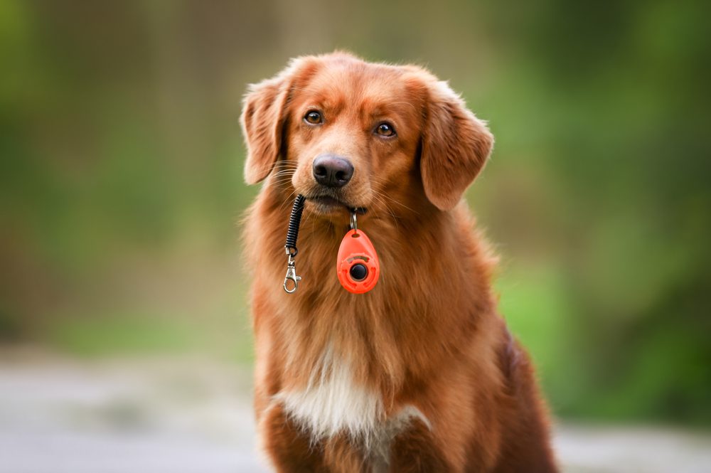 brown dog with leash in mouth