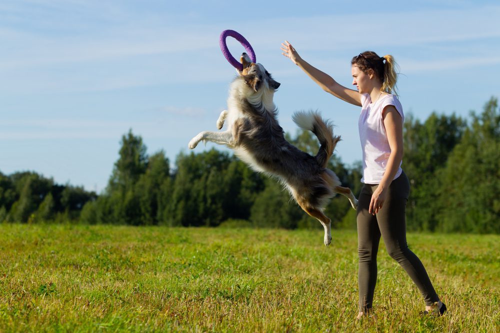 dog catching a frisbee