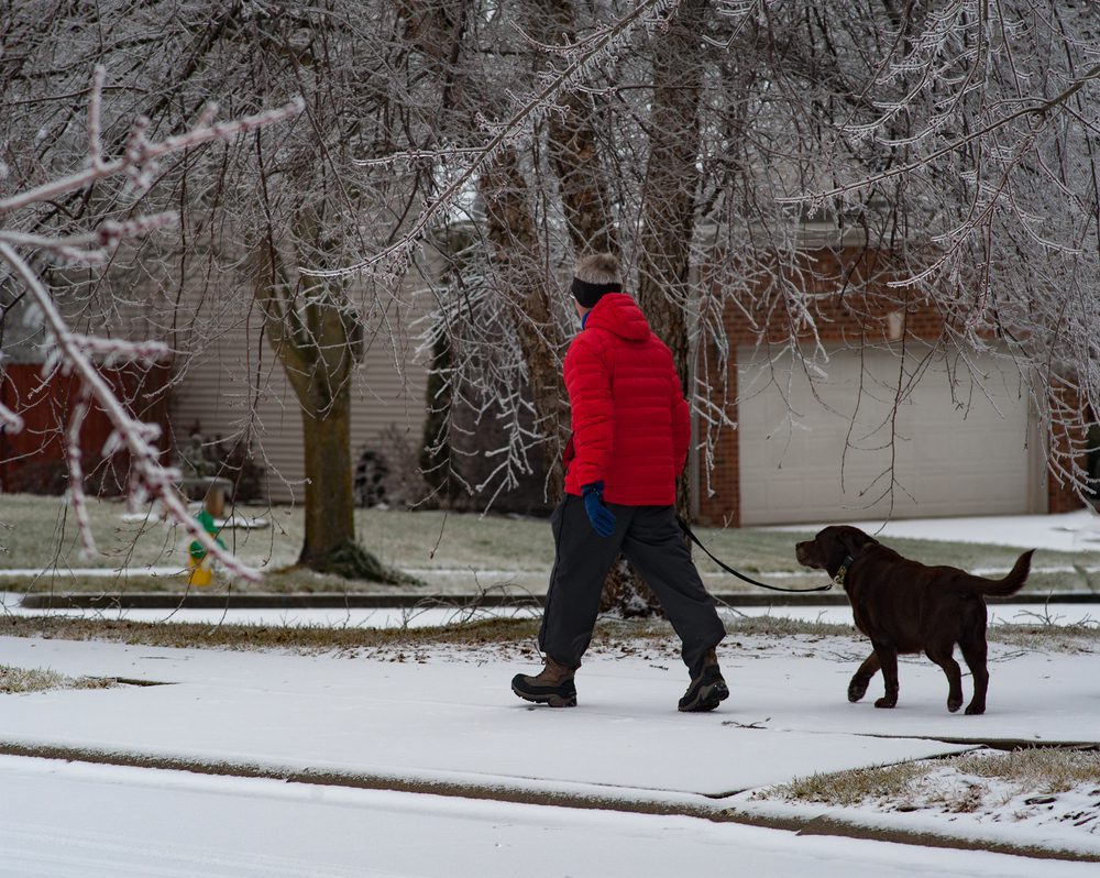 dog walker with dog in snow