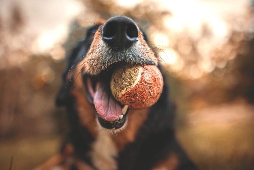 dog with ball in its mouth