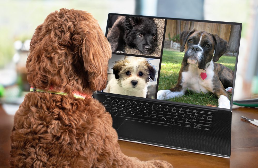 dogs having video call on laptop