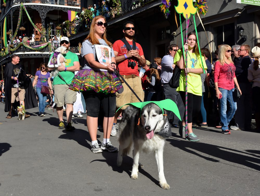dog at parade in new orleans