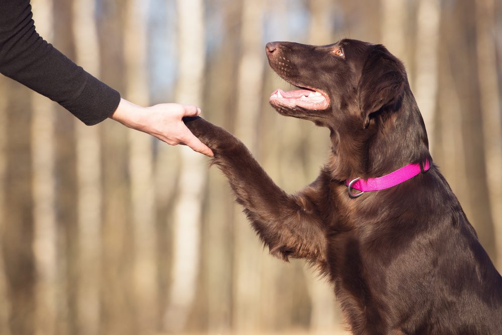 dog giving paw to human outdoors