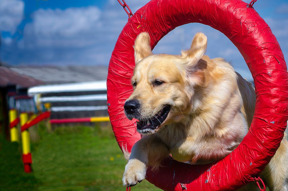 dog jumping through a red hoop