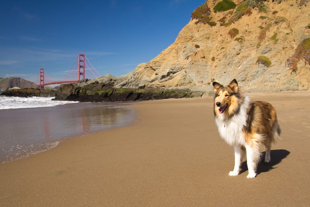 dog on beach golden gate bridge