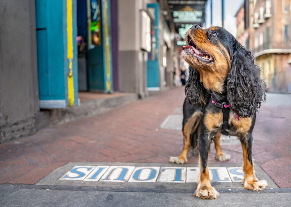 dog on street in new orleans