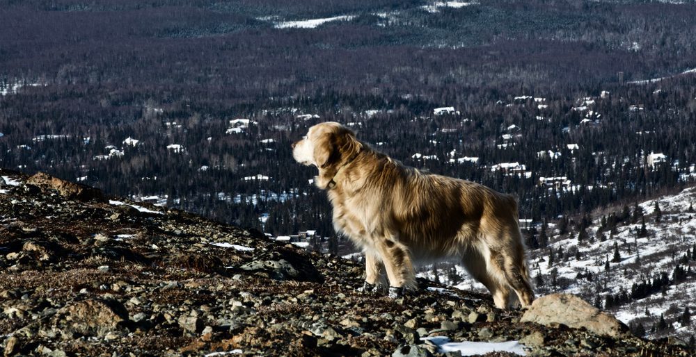 golden retriever on Wolverine Peak Trail