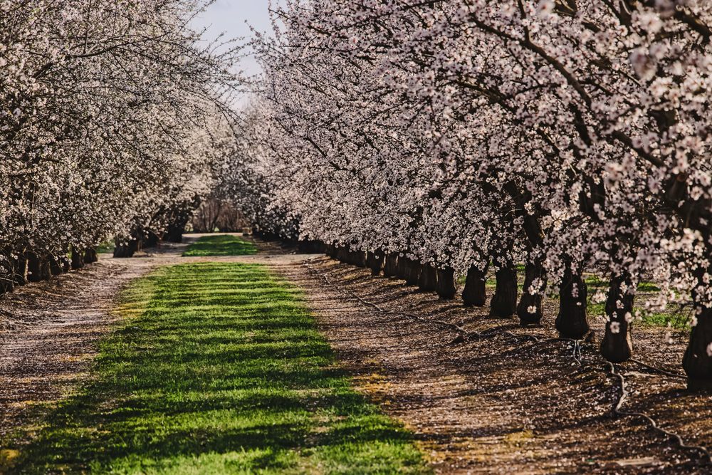 rows of blooming almond trees in Modesto