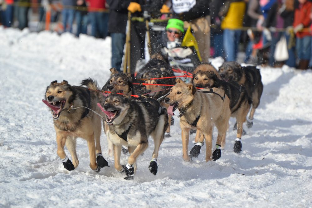 team of dogs pull sled in Anchorage