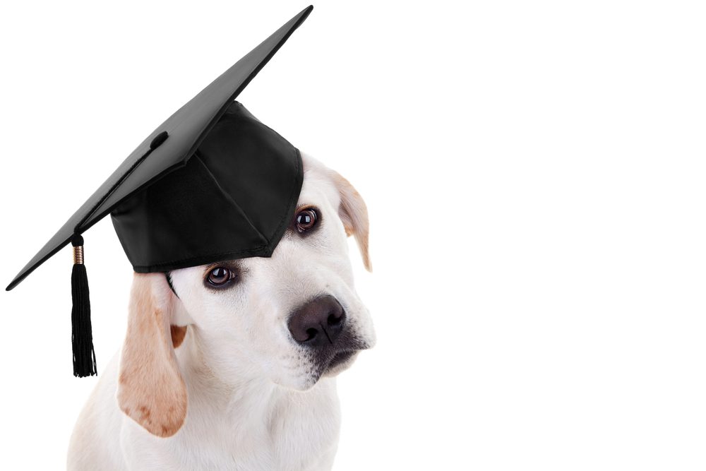 a yellow labrador puppy wearing a black mortarboard