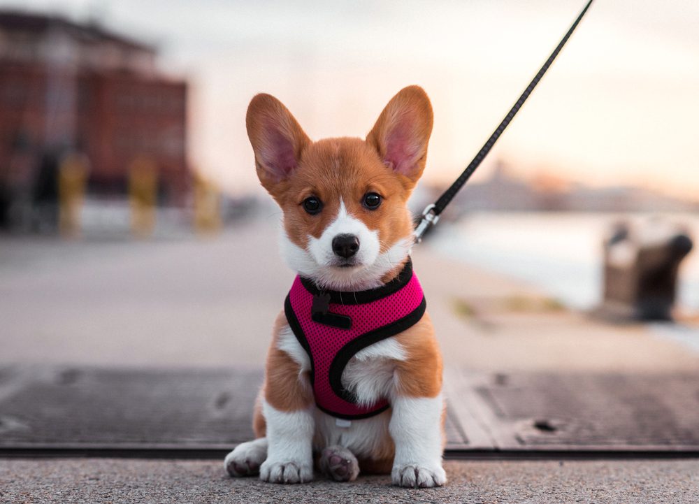 corgi puppy on baltimore pier