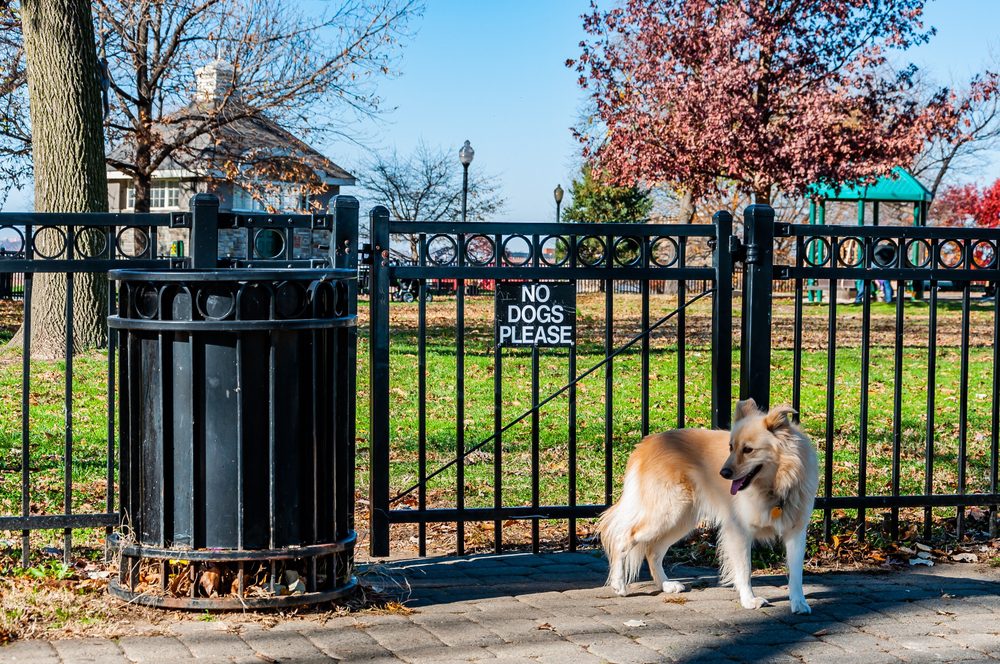 dog in front of baltimore park