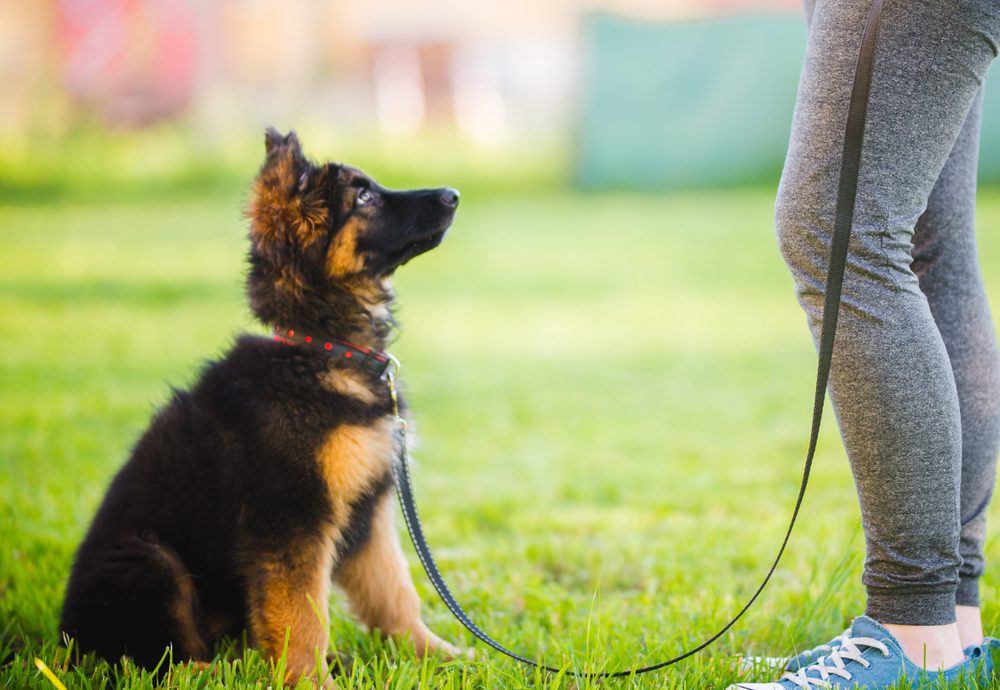 german shepherd puppy training with owner
