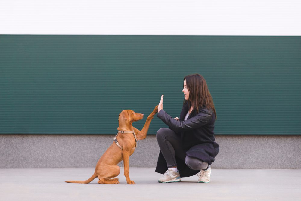 woman high fives copper-colored dog