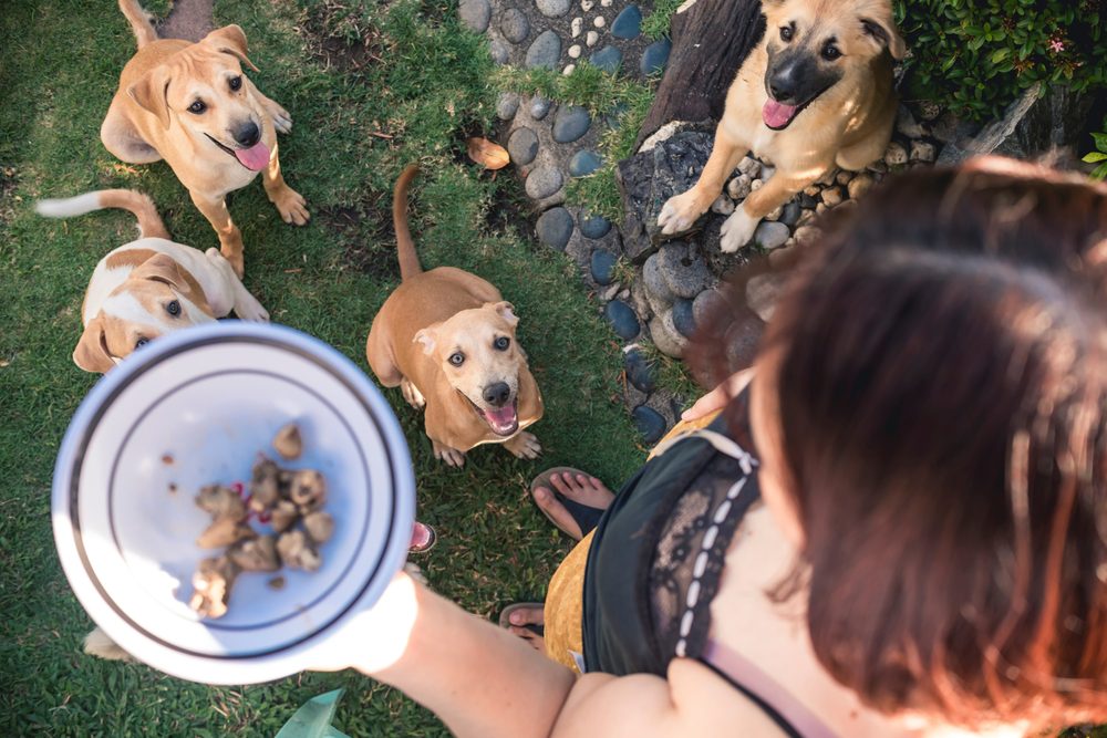 several dogs being given food