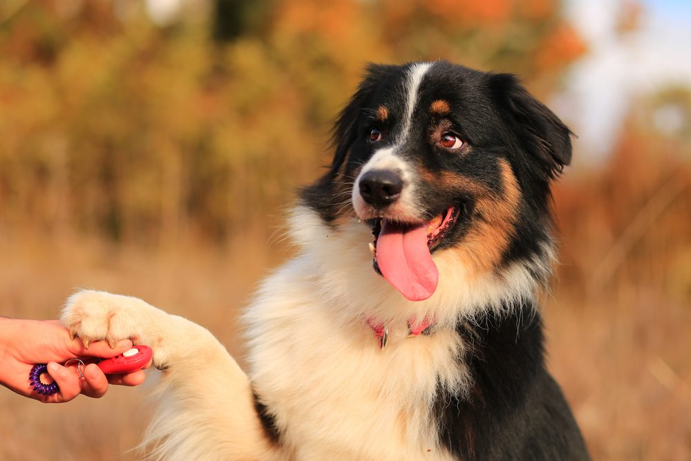 australian shepherd places paw on clicker