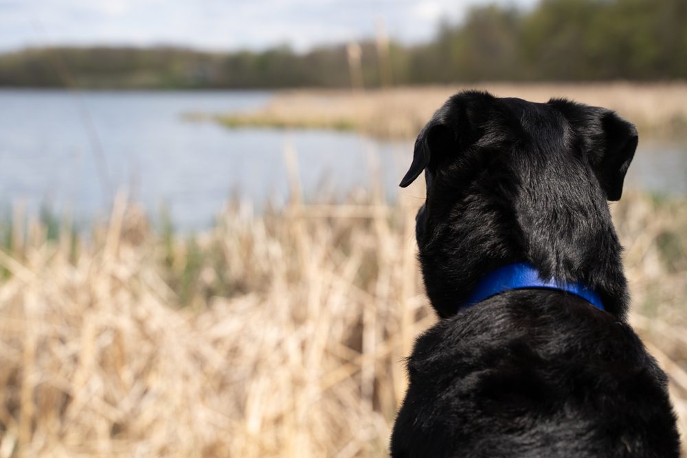 black lab standing next to a lake