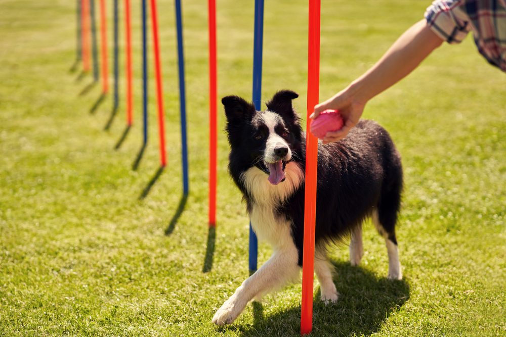 border collie weaves through colored poles