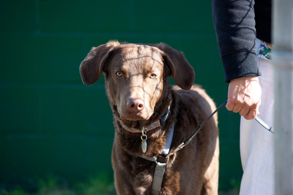 brown dog on a leash
