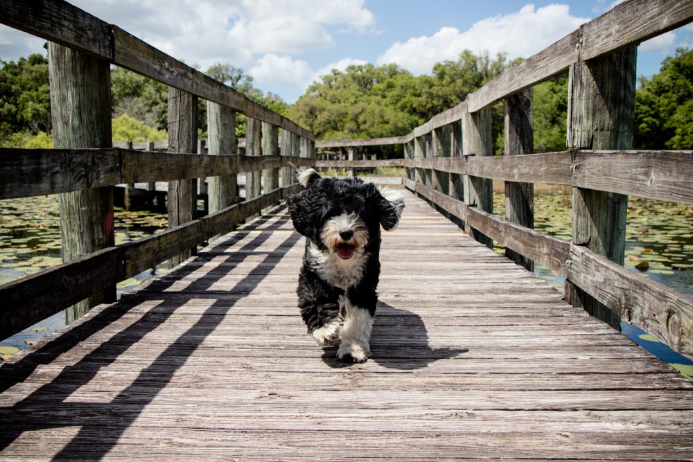 dog runs along Florida boardwalk