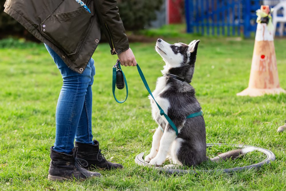 dog trainer training a husky pup