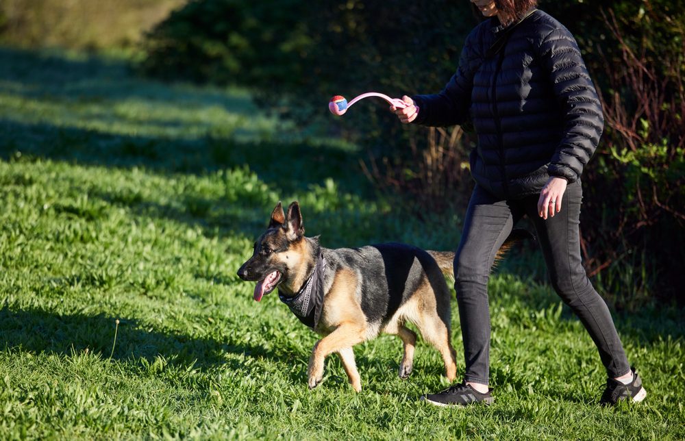 dog training in a park