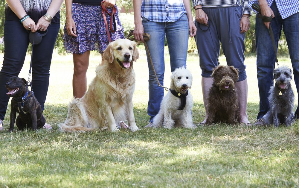 several dogs with trainers in park